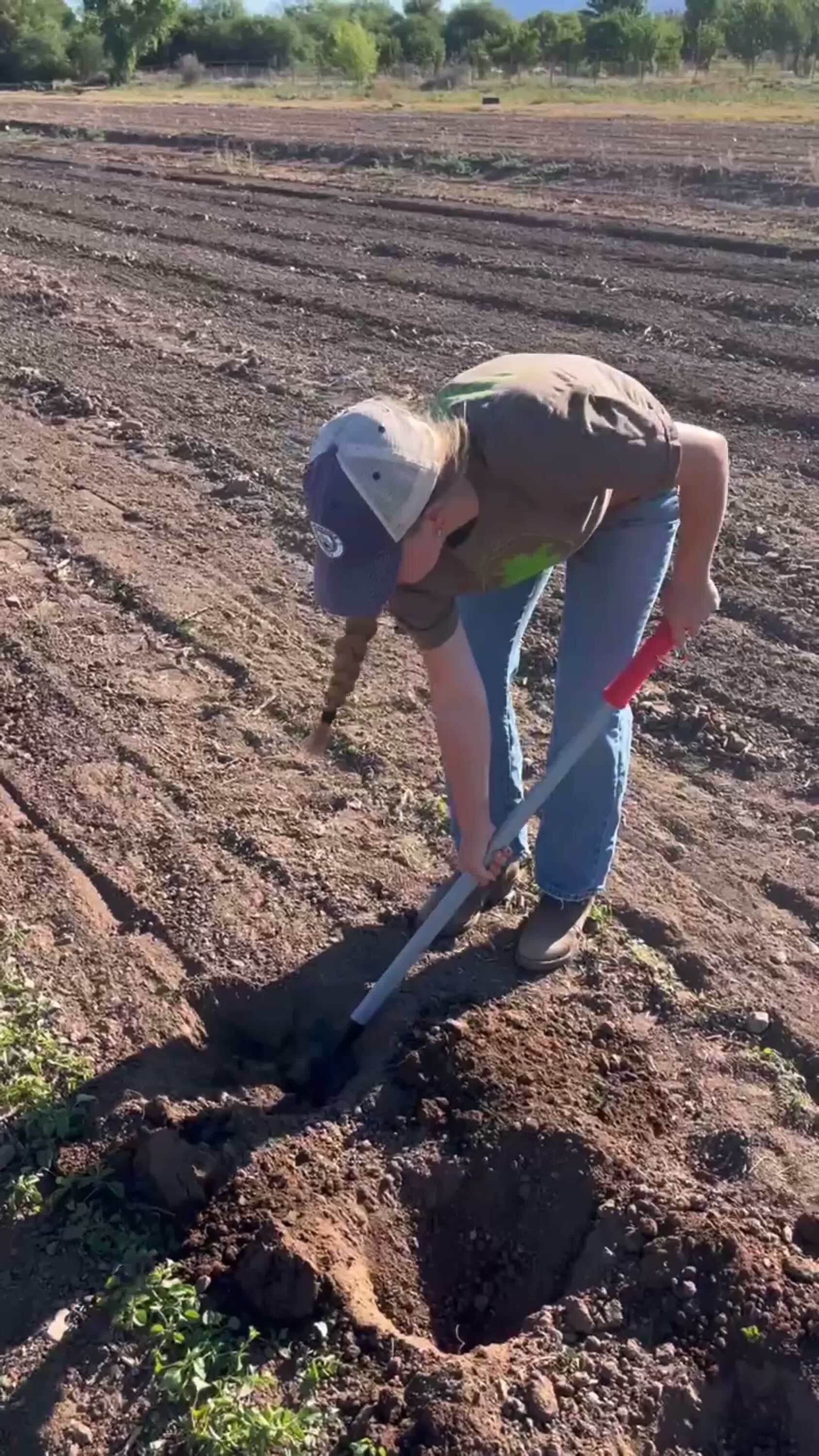 Avalon EcoVillage Hands in Soil Hot Pepper Planting! 2026!!! 🙂🌶️❤️ #sustainability #ecovi…